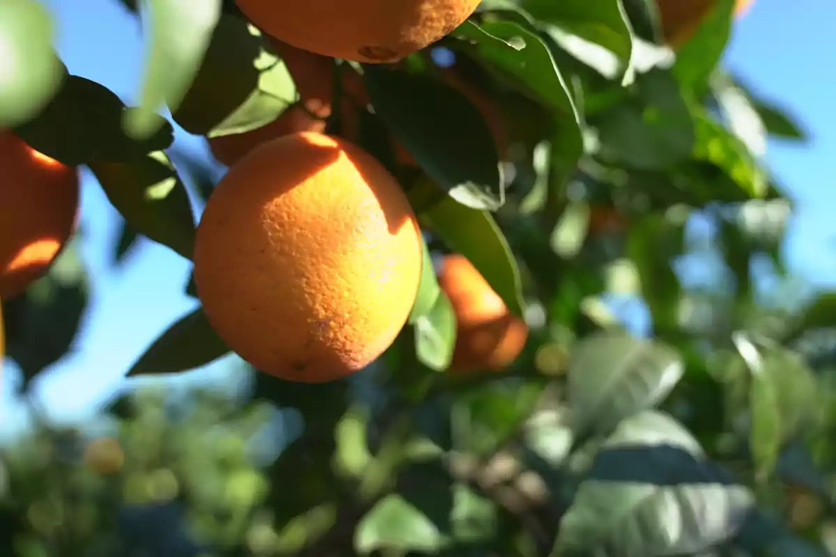 Naranja madura colgando de un árbol entre hojas verdes bajo el sol