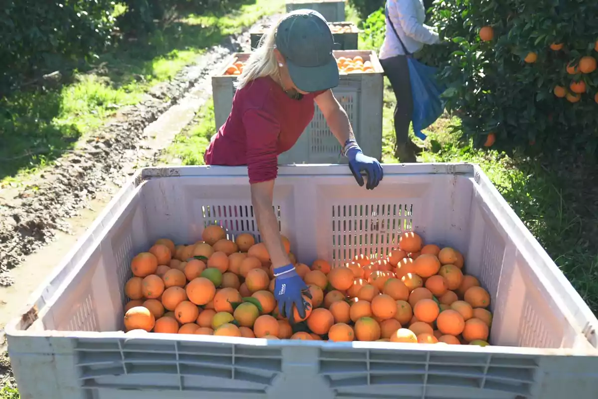 Persona con gorra y guantes recolectando naranjas en una caja grande en un campo de cultivo