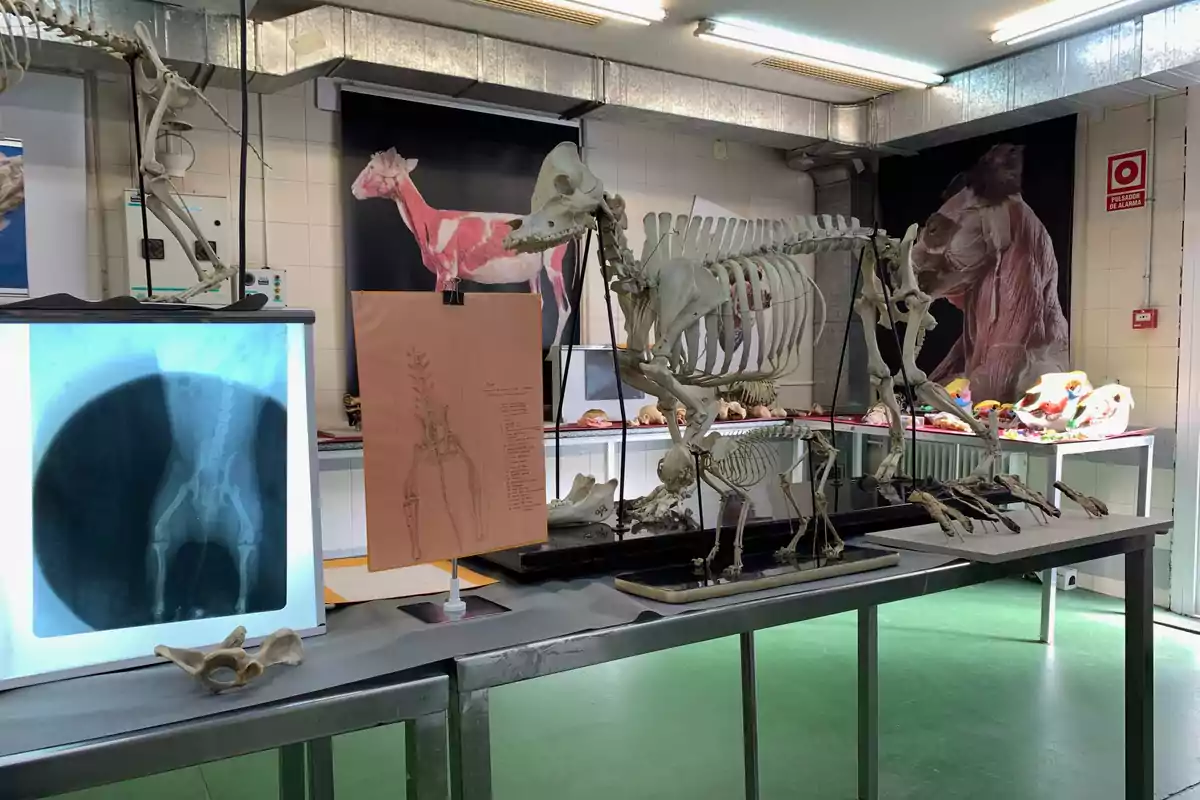 Aula de anatomía veterinaria con esqueletos de animales, radiografías, ilustraciones anatómicas y modelos musculares expuestos sobre mesas de metal Aula de anatomía veterinaria con esqueletos de animales, radiografías, ilustraciones anatómicas y modelos musculares expuestos sobre mesas de metal
