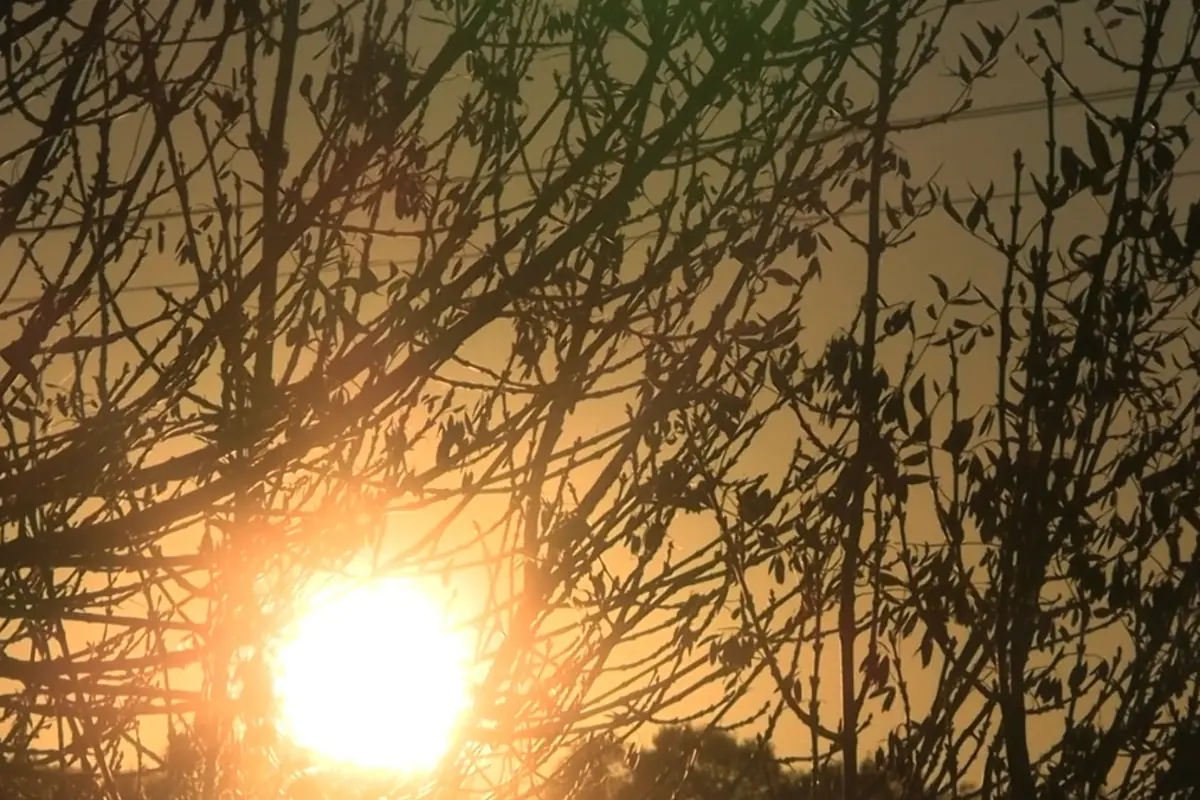 Ramas de árboles en silueta con el sol brillando intensamente al atardecer