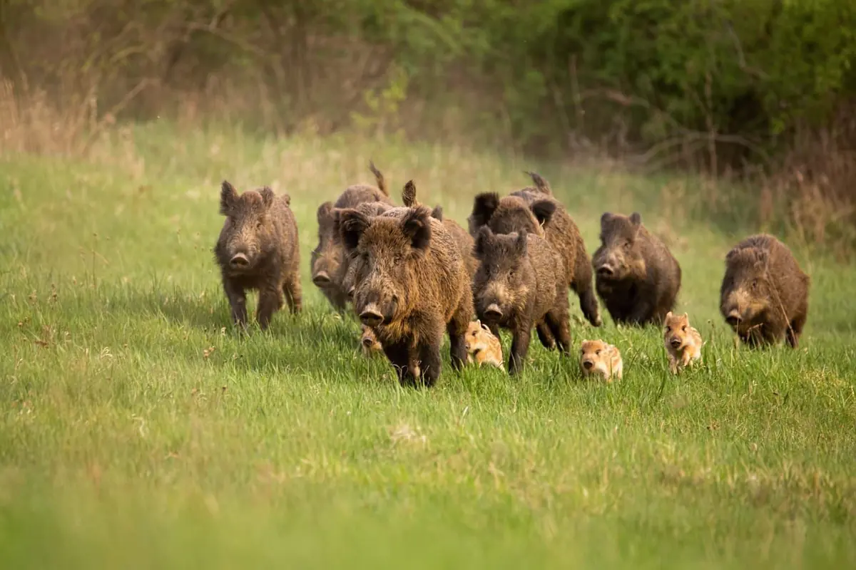 Grupo de jabalíes adultos y crías caminando juntos sobre un campo de pasto verde