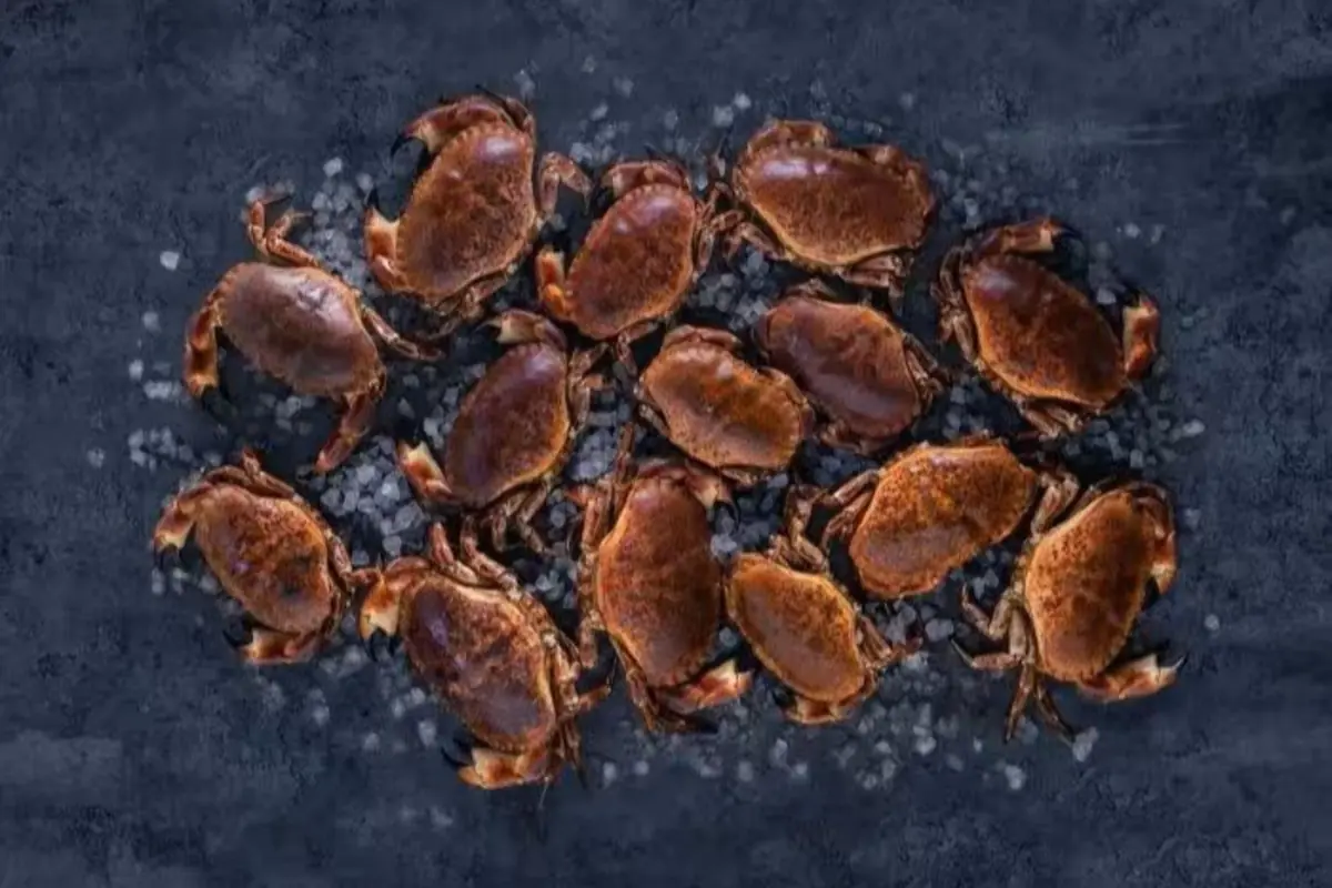 Varios cangrejos marrones colocados sobre una superficie oscura con trozos de hielo alrededor