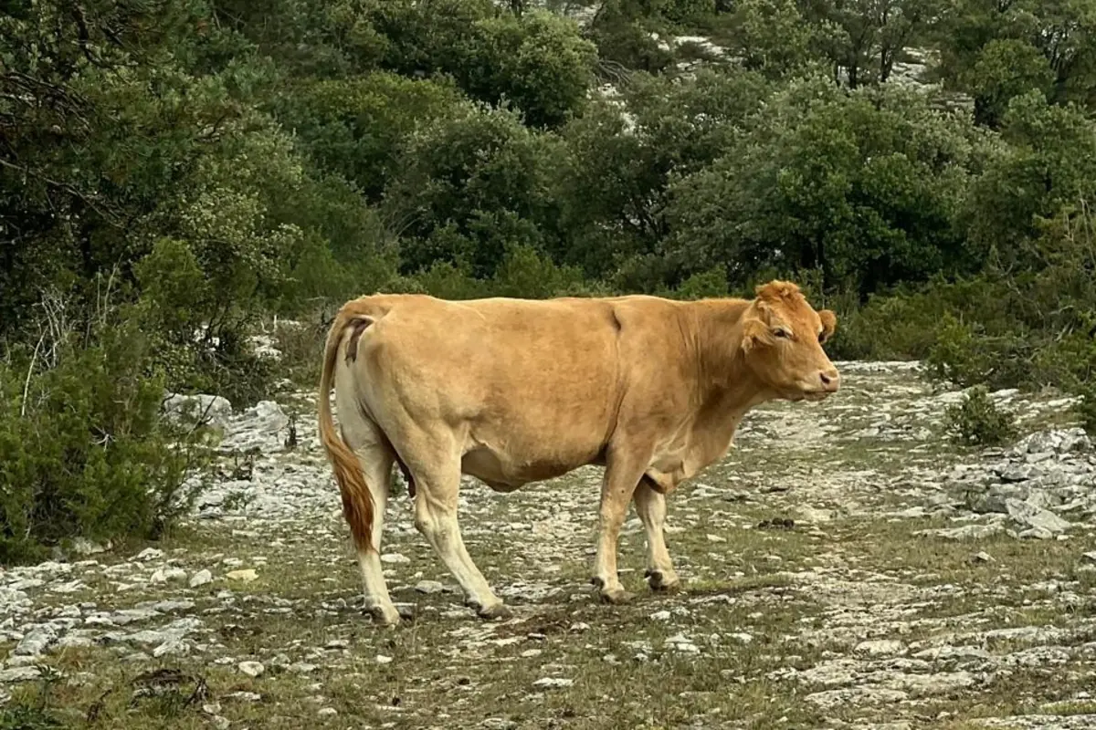 Vaca de color claro caminando por un sendero rocoso rodeado de vegetación y árboles verdes Vaca de color claro caminando por un sendero rocoso rodeado de vegetación y árboles verdes