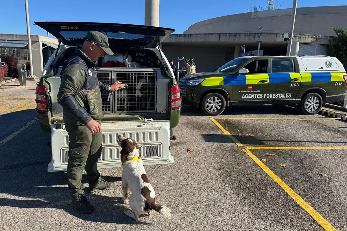 Un agente forestal interactúa con un perro junto a un vehículo oficial en un estacionamiento al aire libre