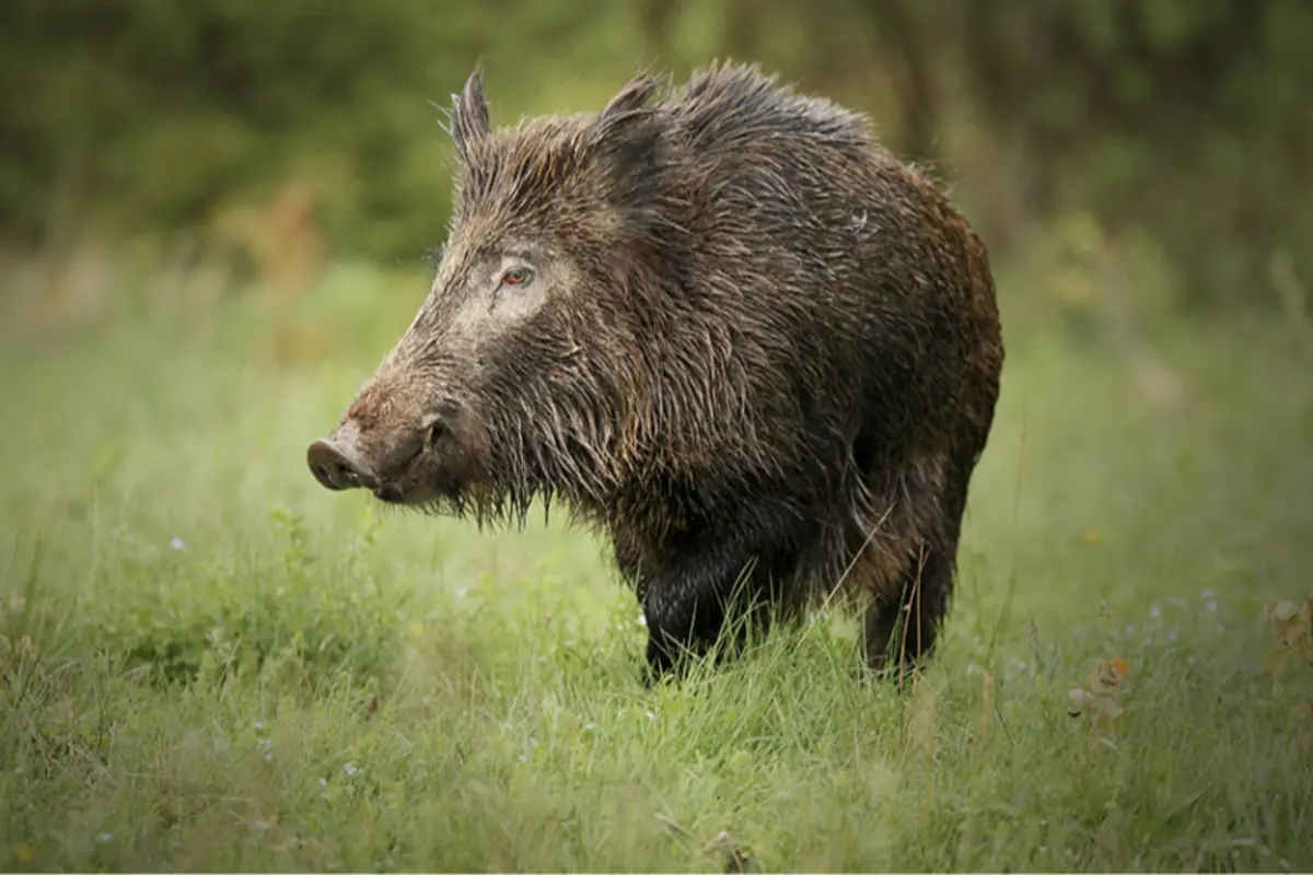 Jabalí caminando sobre césped verde en un entorno natural Jabalí caminando sobre césped verde en un entorno natural
