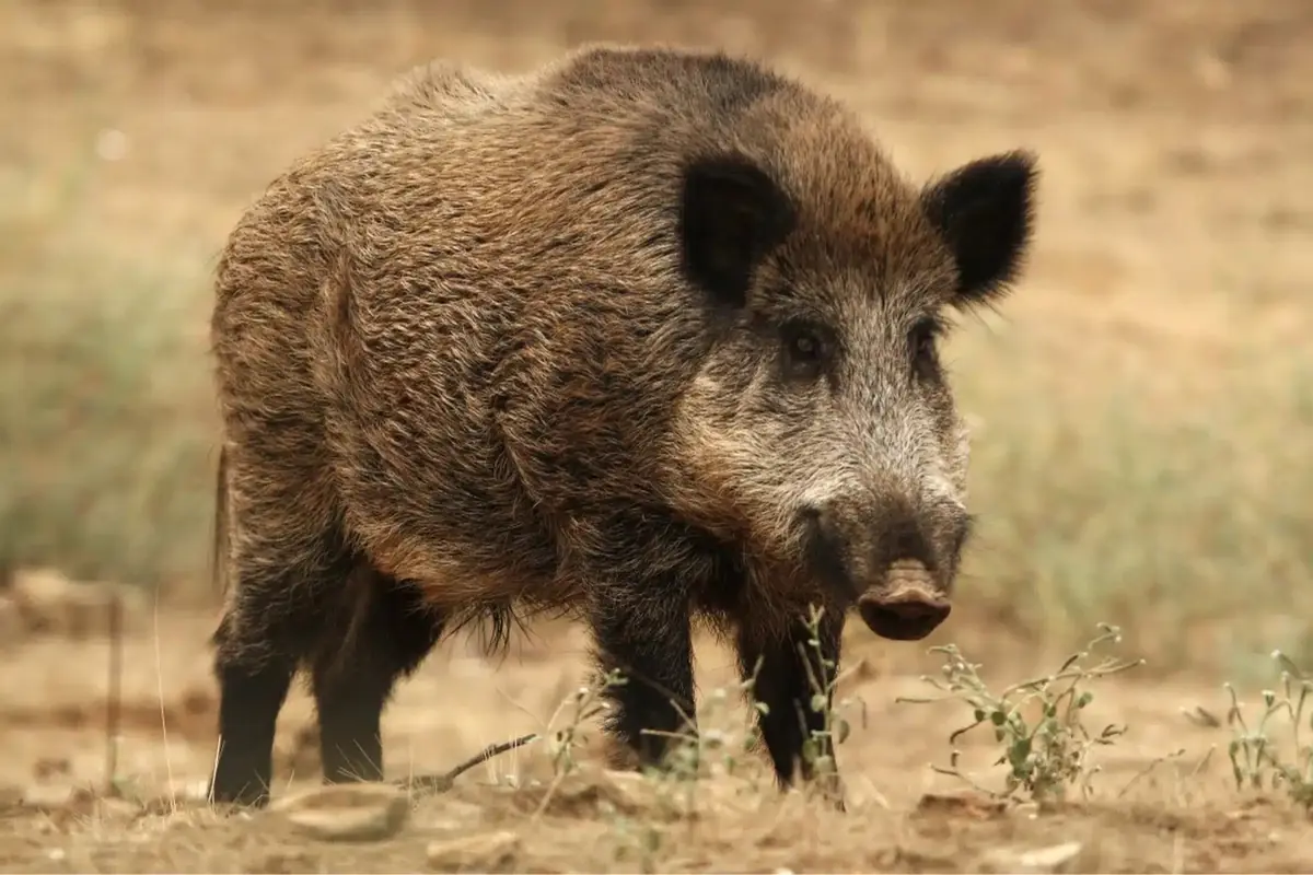 Un jabalí de pelaje marrón oscuro camina sobre un terreno seco y arenoso con vegetación baja al fondo.