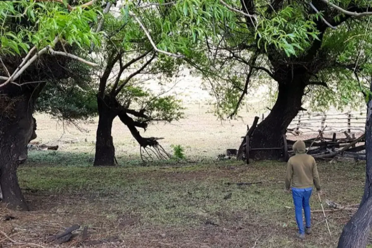 Persona con sudadera caminando entre árboles en un área rural con ramas verdes y una cerca de madera al fondo