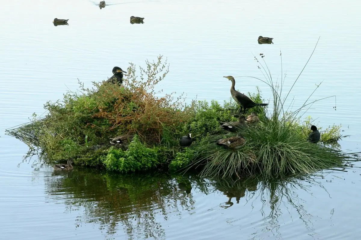 Pequeña isla de vegetación en un lago tranquila con varias aves acuáticas descansando y nadando alrededor