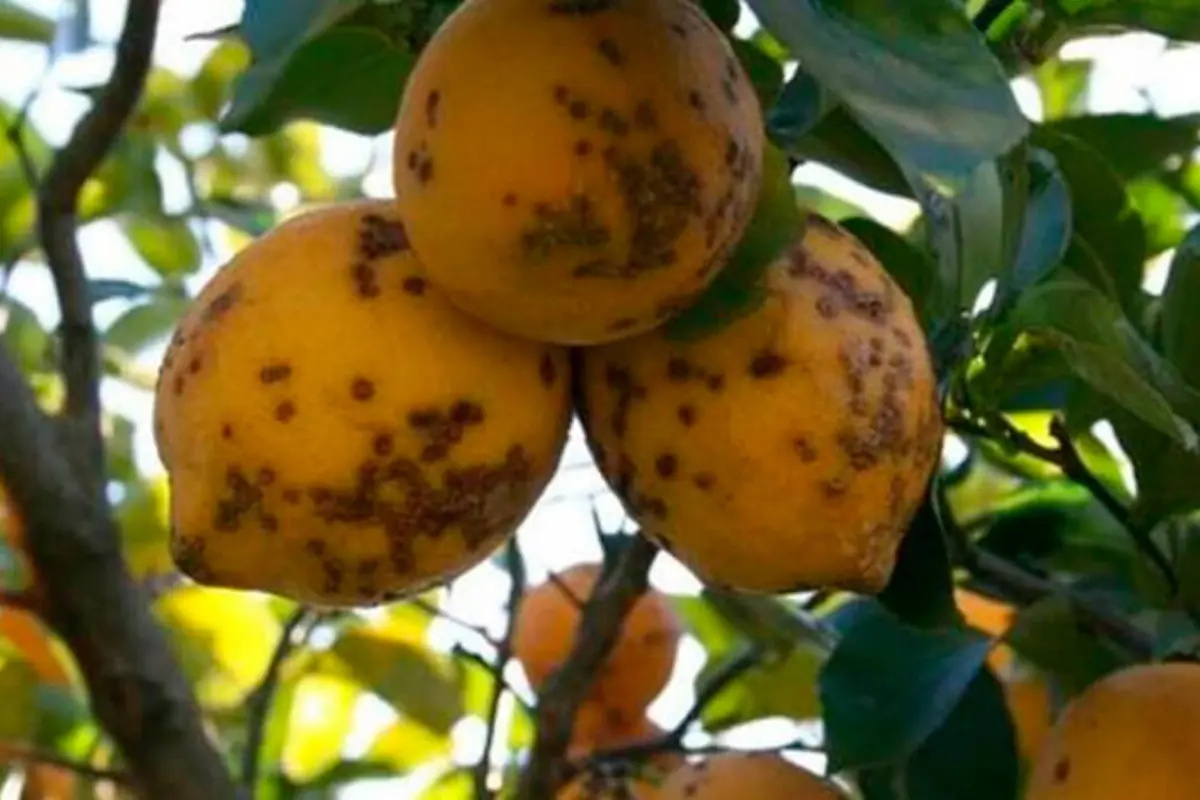 Limones en el árbol con manchas oscuras en la cáscara que indican enfermedad o plaga