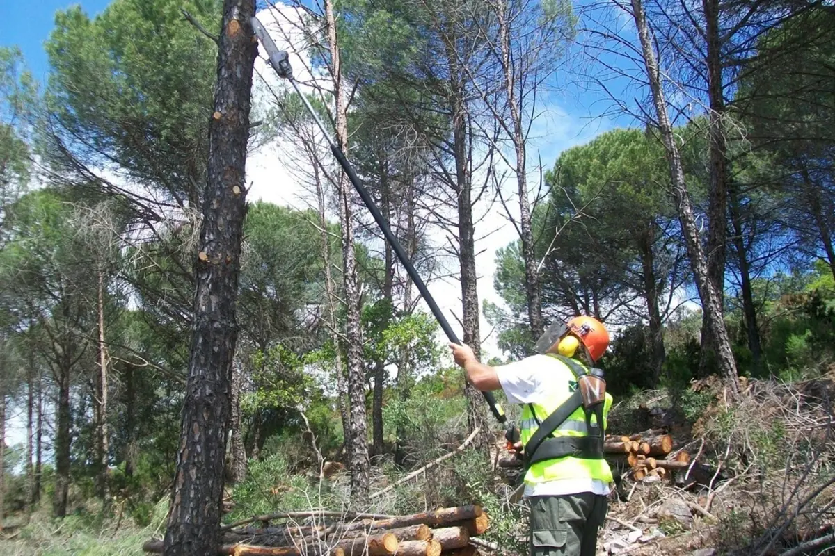 Trabajador forestal con casco chaleco reflectante y pértiga motorizada podando ramas altas de un pino en un bosque