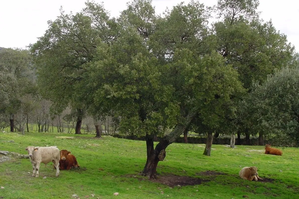 Vacas descansando y pastando en un prado verde con árboles frondosos al fondo