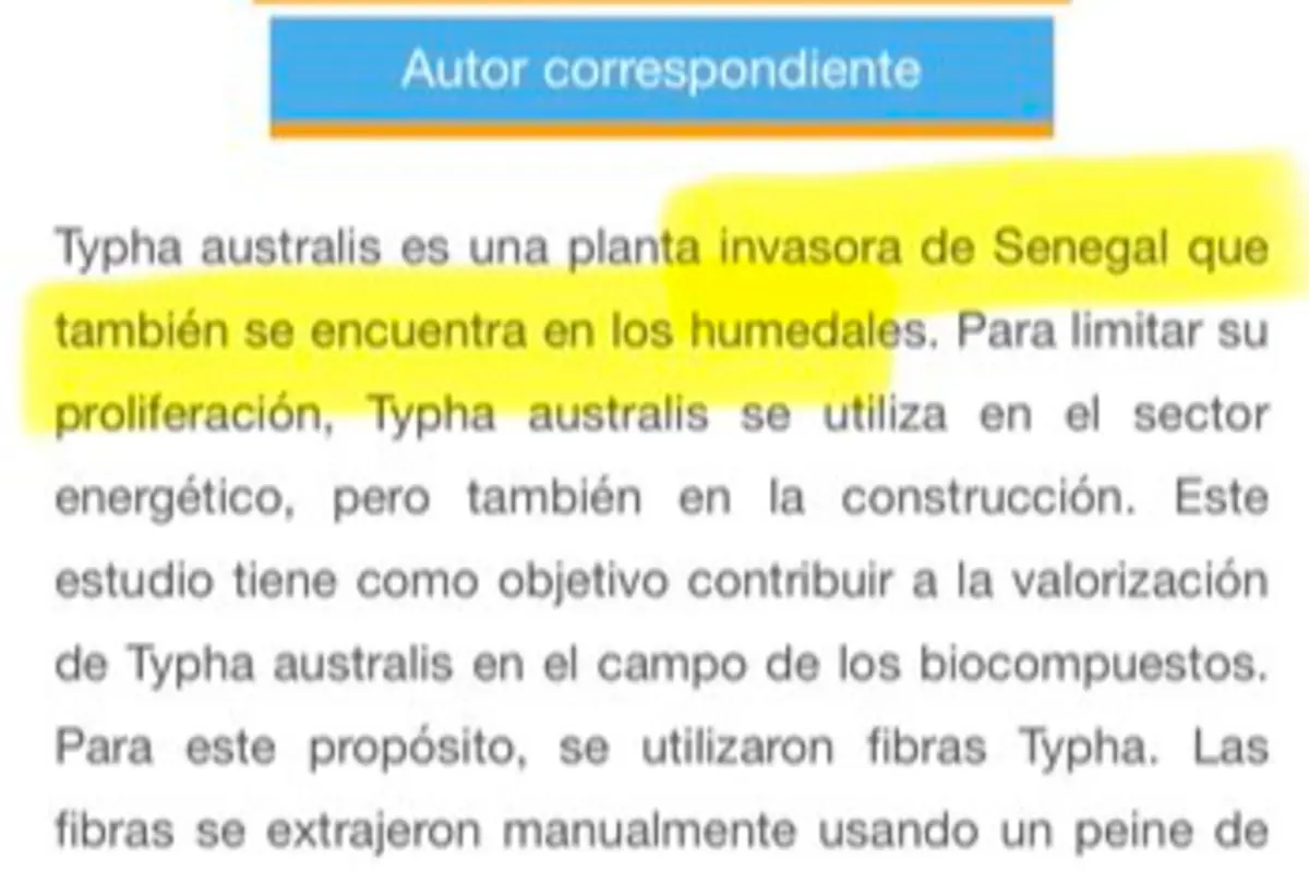 Captura de un texto académico en español donde se resalta en amarillo la frase Typha australis es una planta invasora de Senegal que también se encuentra en los humedales