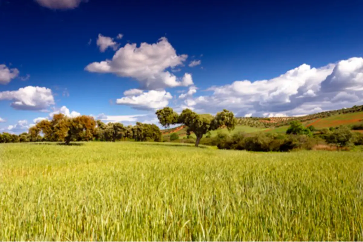 Paisaje rural con campo de hierba verde árboles dispersos y cielo azul con nubes blancas