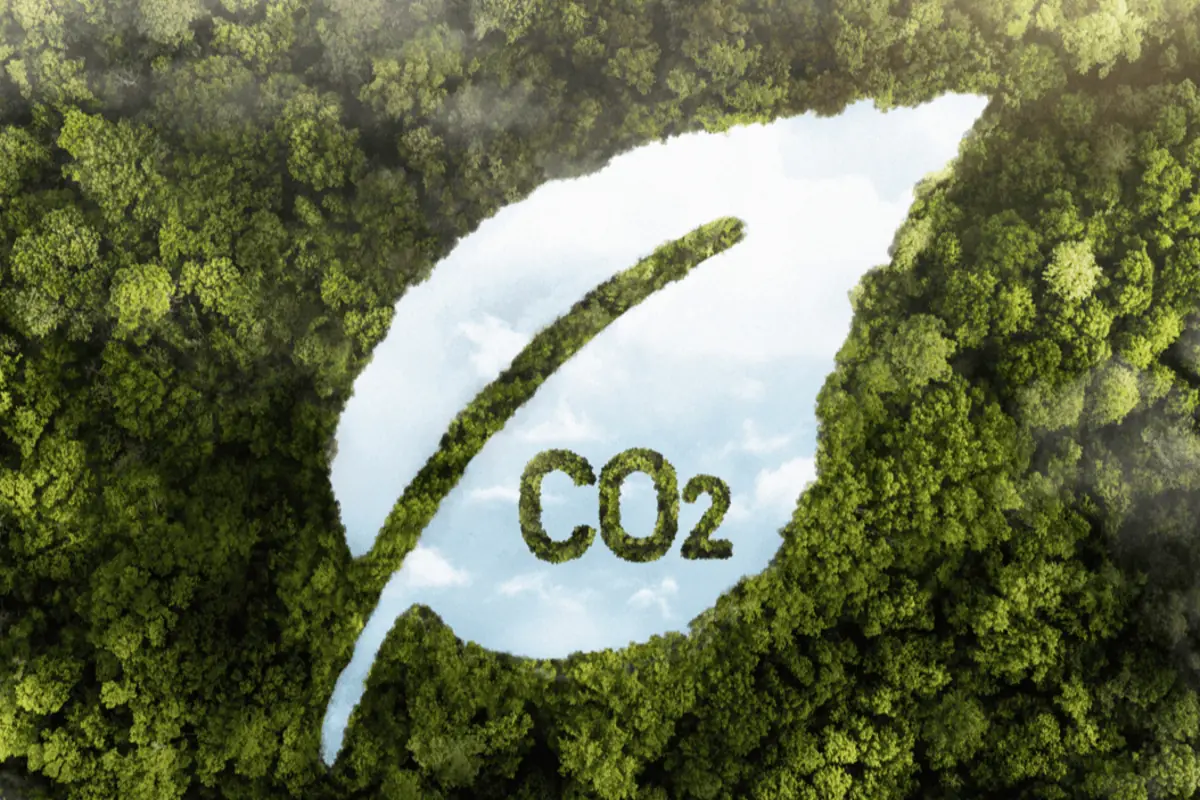 Ilustración de un bosque visto desde arriba con un claro en forma de hoja y las letras CO2 formadas por árboles en el centro