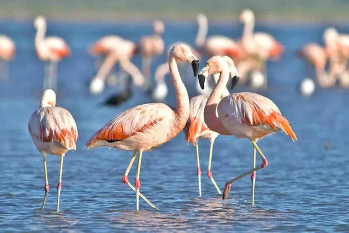 Grupo de flamencos rosados de patas largas reunidos en aguas poco profundas de una laguna