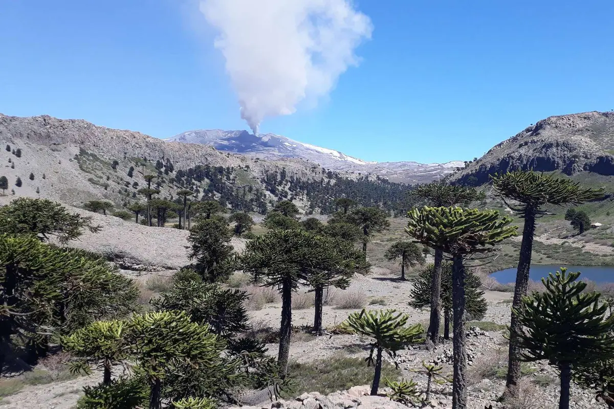 Paisaje de montaña con un volcán activo emitiendo una columna de humo al fondo y un bosque de araucarias en primer plano bajo un cielo despejado