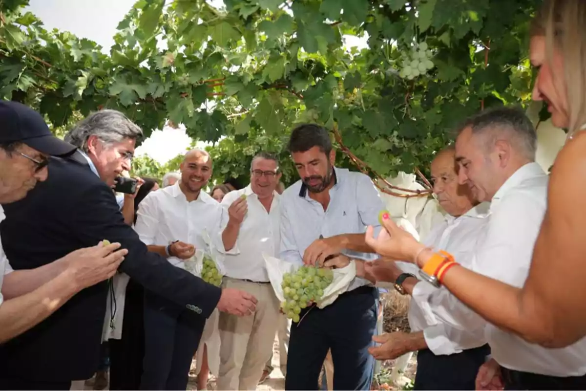 El presidente en el primer racimo de ‘Uva de Mesa Embolsada del Vinalopó’