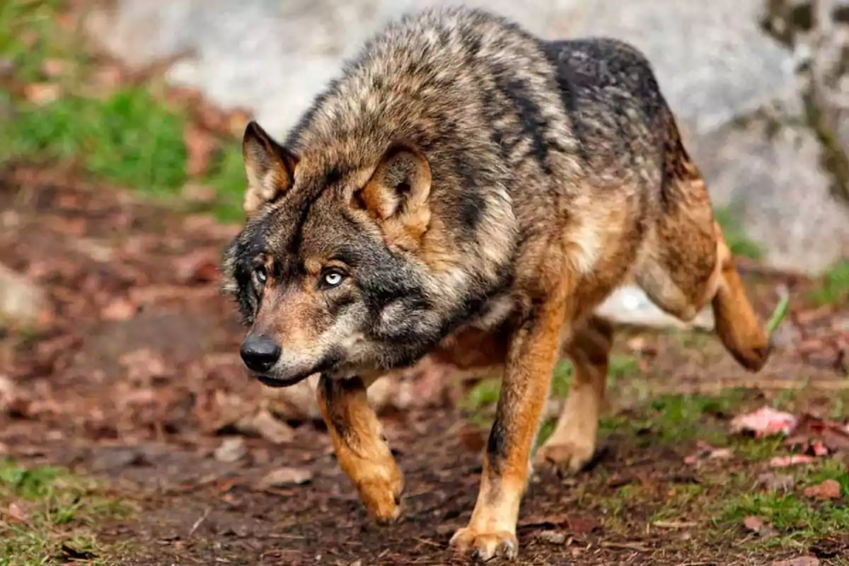 Un lobo caminando en un entorno natural con hojas y hierba.