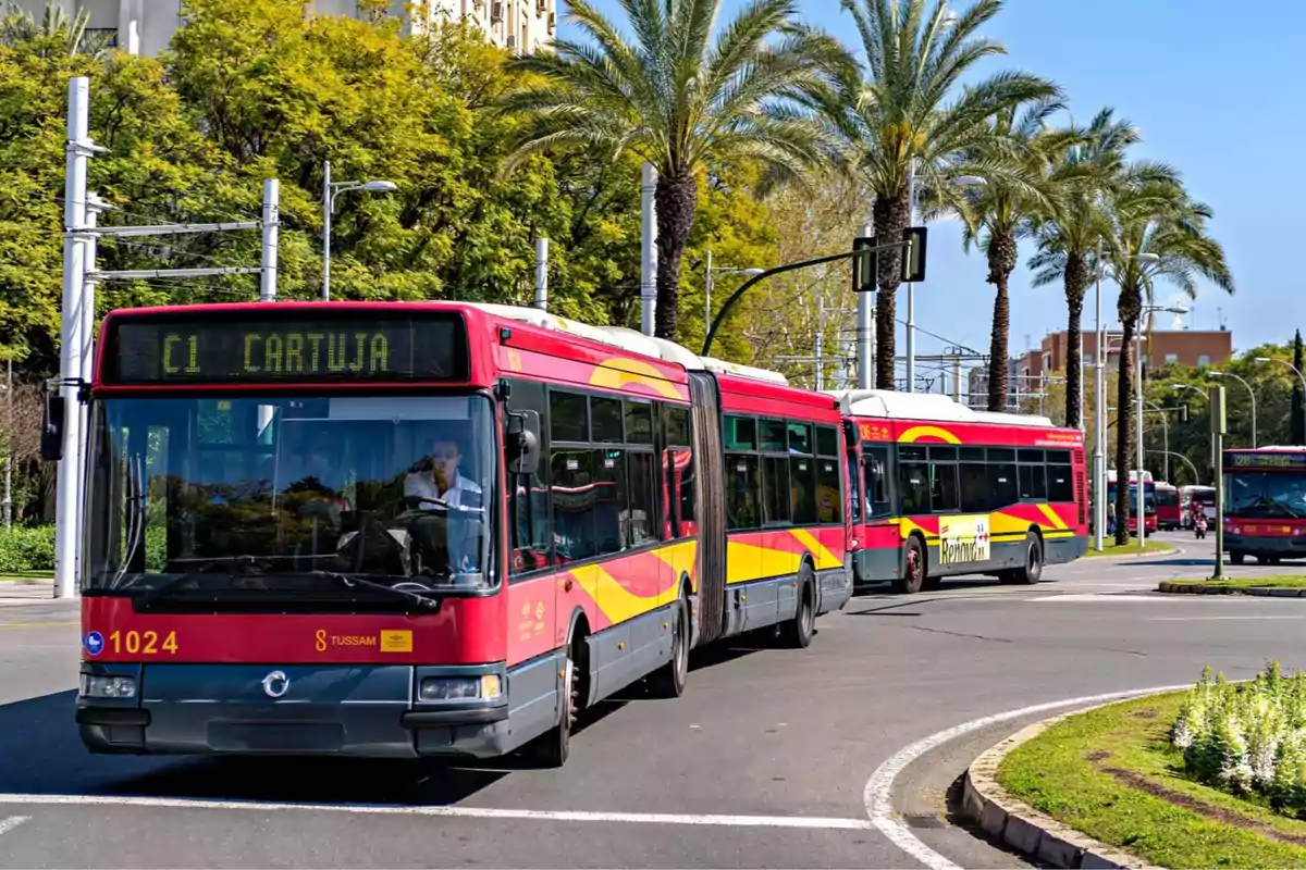 A red and yellow articulated bus drives down a street surrounded by palm trees and vegetation.