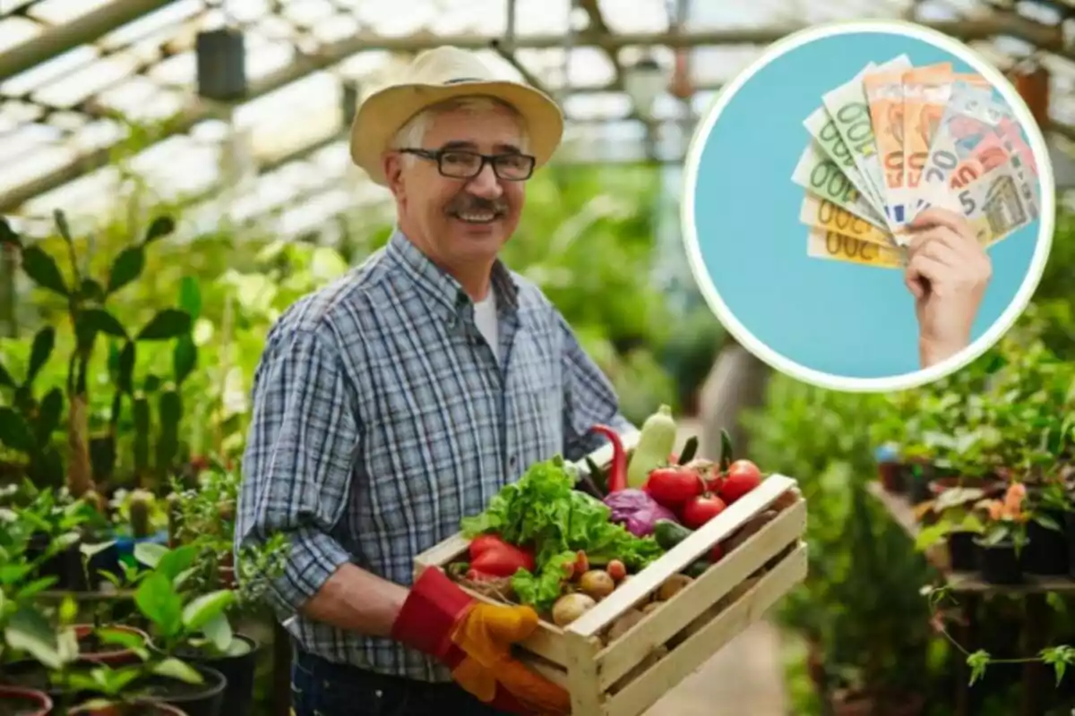 Hombre con sombrero y gafas sosteniendo una caja de verduras frescas en un invernadero con una imagen insertada de una mano sosteniendo billetes de euro.