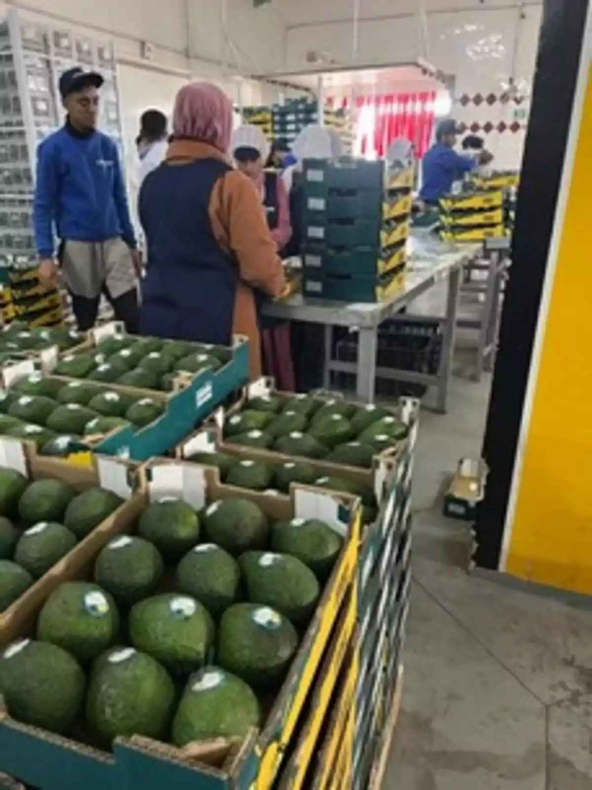 Personas trabajando en una planta empacadora de aguacates con cajas llenas de fruta apiladas en primer plano Personas trabajando en una planta empacadora de aguacates con cajas llenas de fruta apiladas en primer plano