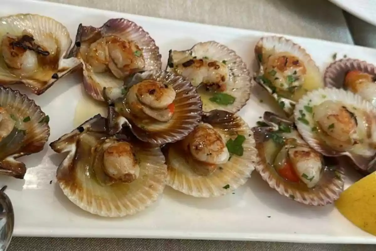 Plato de vieiras a la parrilla servidas en sus conchas con un toque de perejil y limón.