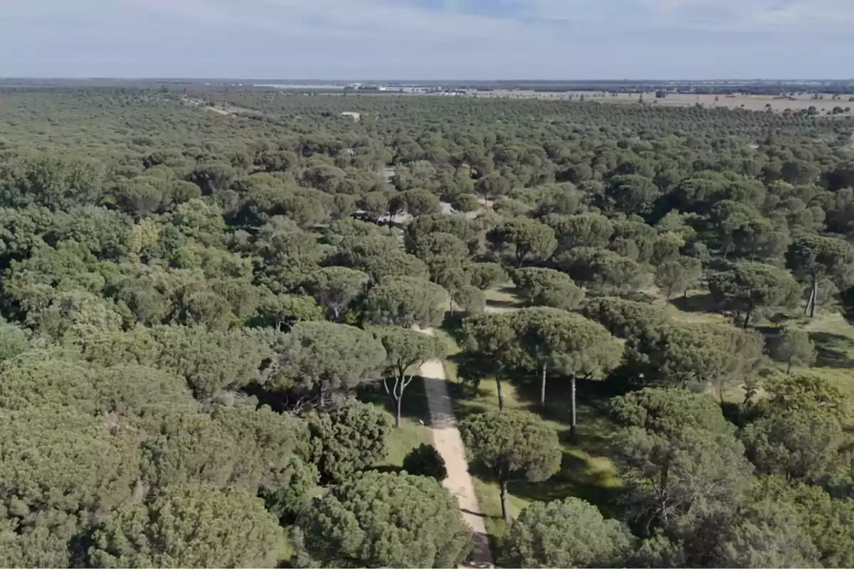 Vista aérea de un extenso bosque con un camino de tierra que lo atraviesa. Vista aérea de un extenso bosque con un camino de tierra que lo atraviesa.