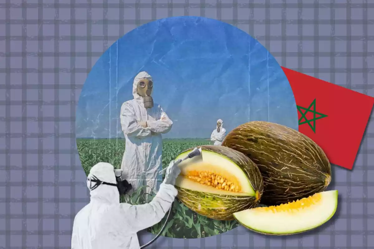 Collage de melones de Marruecos