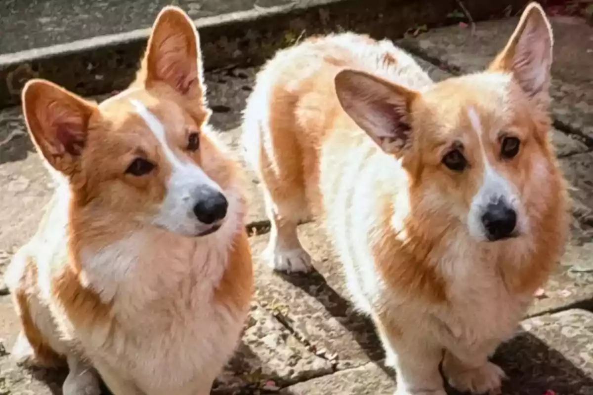 Dos perros de raza Corgi de pie sobre un suelo de piedra. Dos perros de raza Corgi de pie sobre un suelo de piedra.