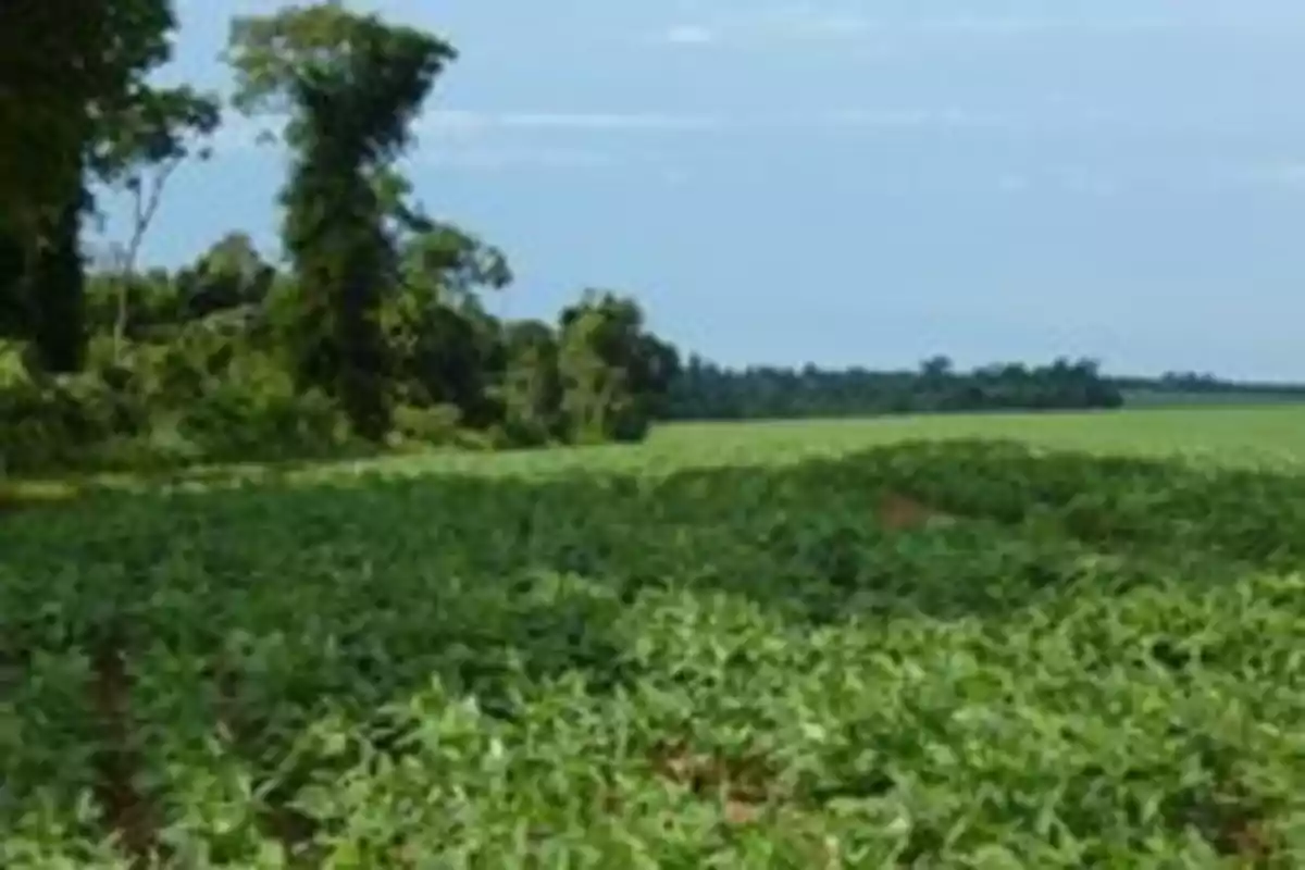 Campo verde con árboles al fondo bajo un cielo despejado.