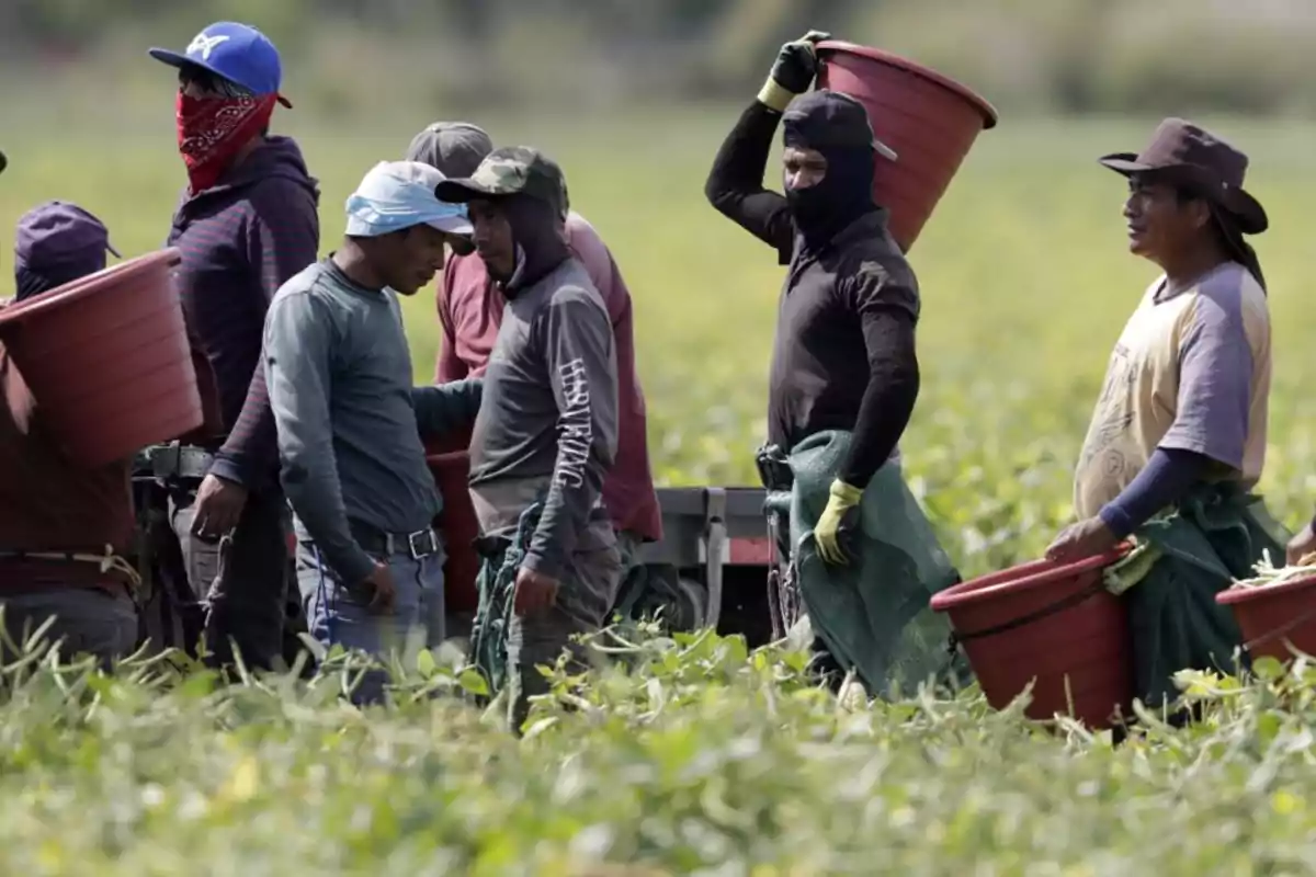 imagen inmigrantes ilegales en el campo