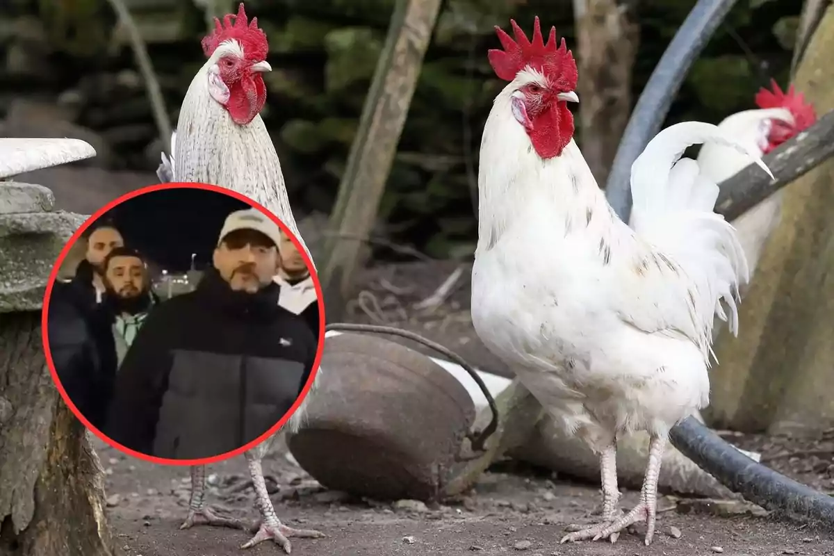 Dos gallos blancos con crestas rojas están en un corral, mientras que en un círculo rojo se muestra a un grupo de personas.