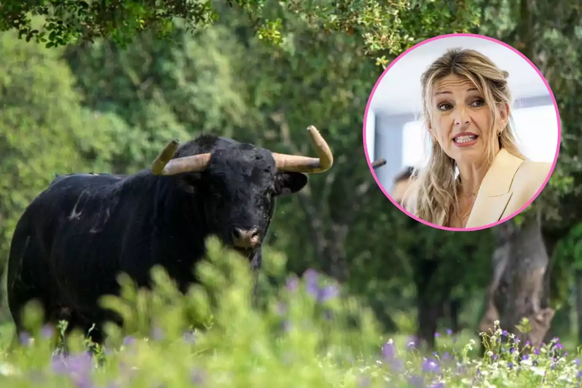 Un toro negro con grandes cuernos está en un campo verde y en la esquina superior derecha hay un círculo con la imagen de una mujer hablando.