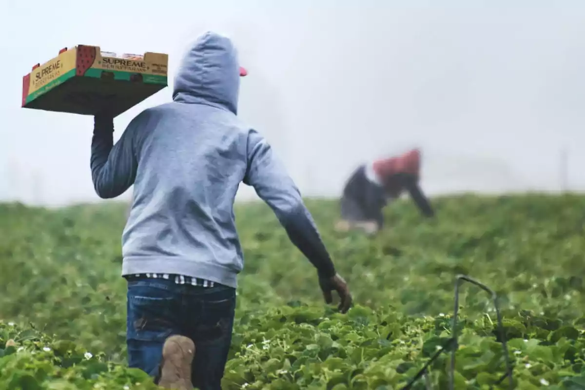 Una persona con sudadera gris lleva una caja en un campo de cultivo mientras otra persona trabaja en el fondo.