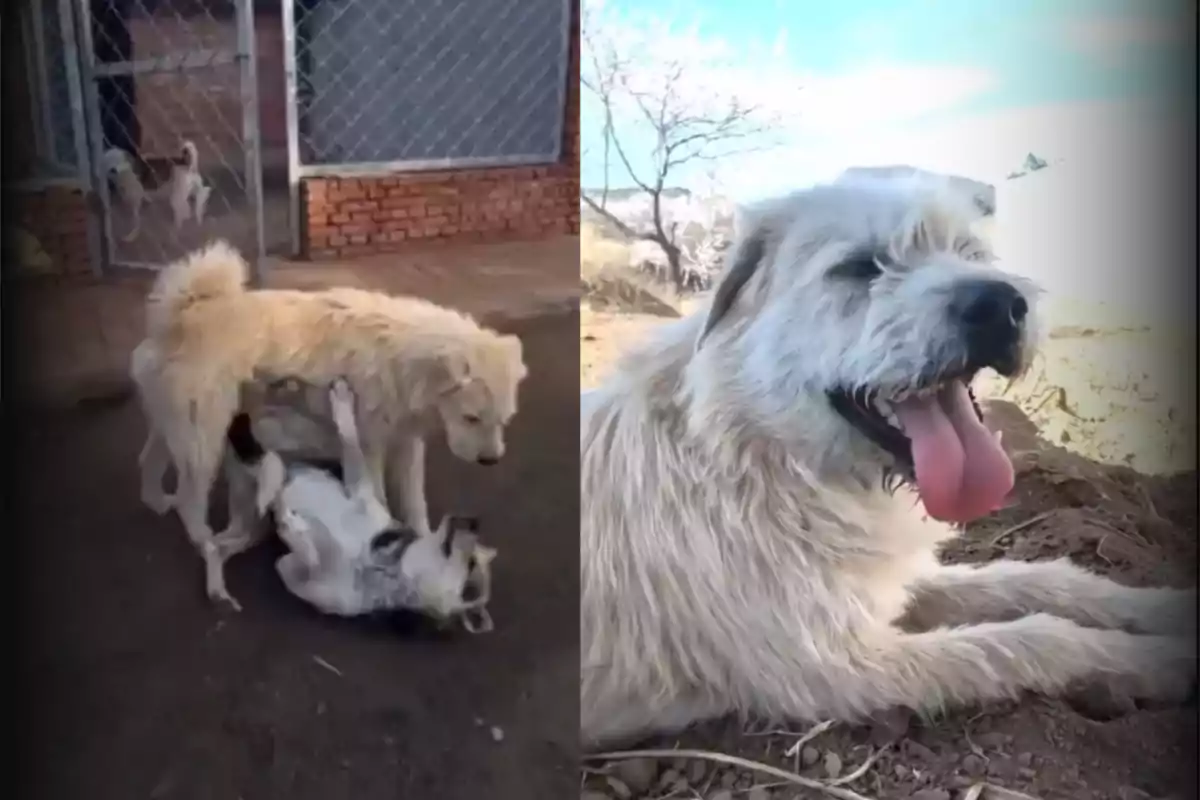 Dos perros jugando en el patio mientras otro perro descansa felizmente al sol. Dos perros jugando en el patio mientras otro perro descansa felizmente al sol.