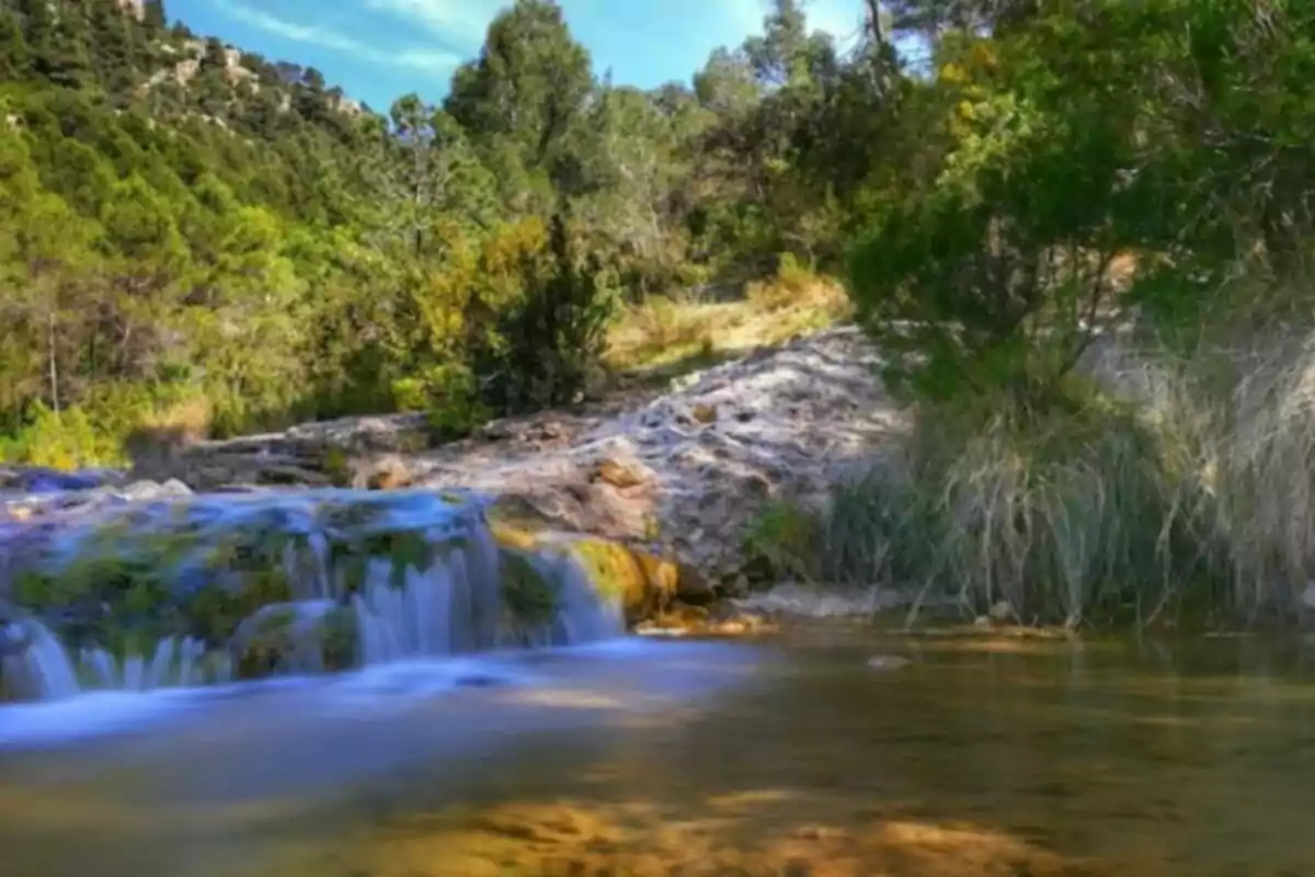 Un pequeño arroyo fluye suavemente sobre rocas en un entorno boscoso con árboles verdes y un cielo azul claro.