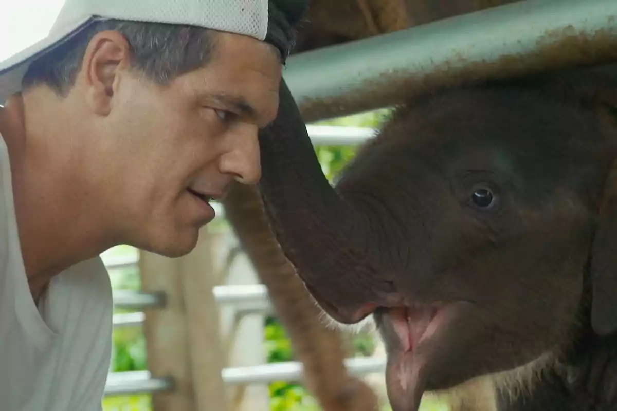 Un hombre con gorra blanca interactúa de cerca con un elefante bebé que levanta su trompa hacia él. Un hombre con gorra blanca interactúa de cerca con un elefante bebé que levanta su trompa hacia él.