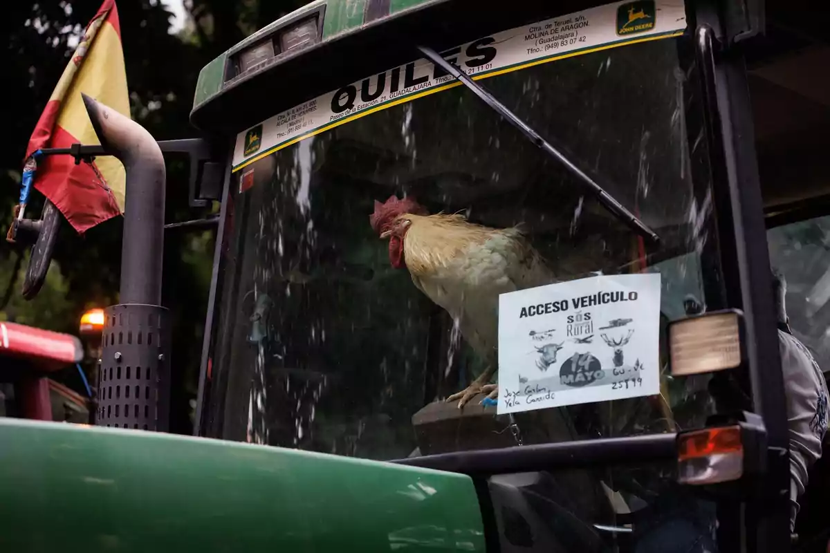 Un gallo dentro de la cabina de un tractor verde con una bandera española en el exterior. Un gallo dentro de la cabina de un tractor verde con una bandera española en el exterior.