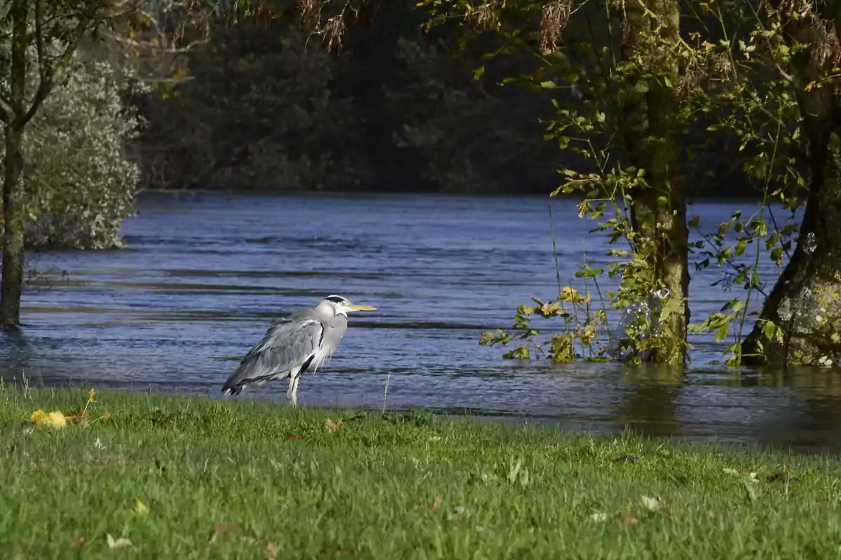 Un ave de plumaje gris y blanco está de pie en la orilla de un río rodeado de árboles y vegetación.