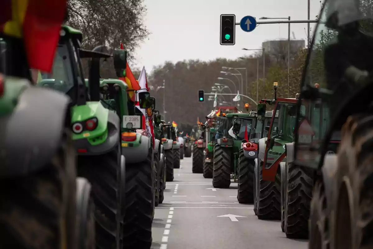 Una fila de tractores avanzando por una carretera con semáforos en verde y árboles al fondo.