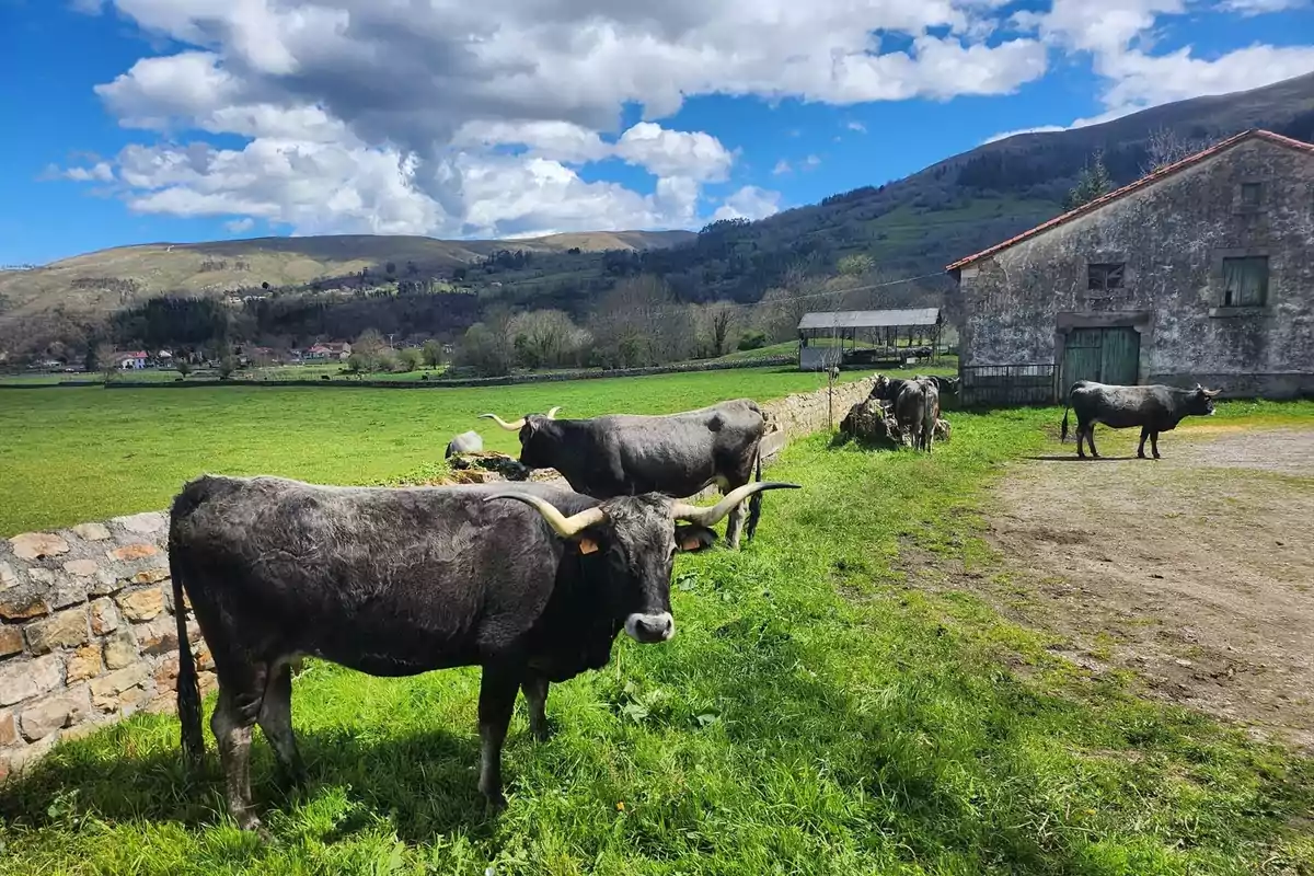 Un grupo de vacas pastando en un campo verde con montañas y un cielo parcialmente nublado al fondo. Un grupo de vacas pastando en un campo verde con montañas y un cielo parcialmente nublado al fondo.