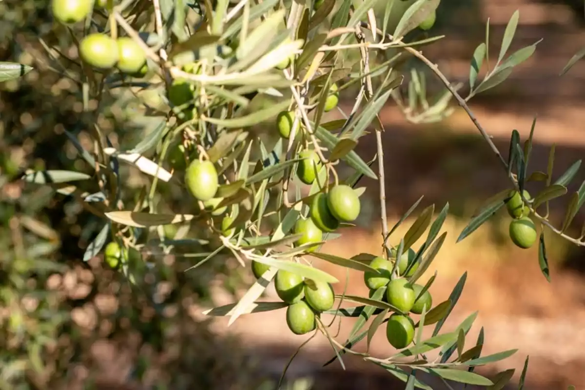 Ramas de olivo con aceitunas verdes en un entorno natural.