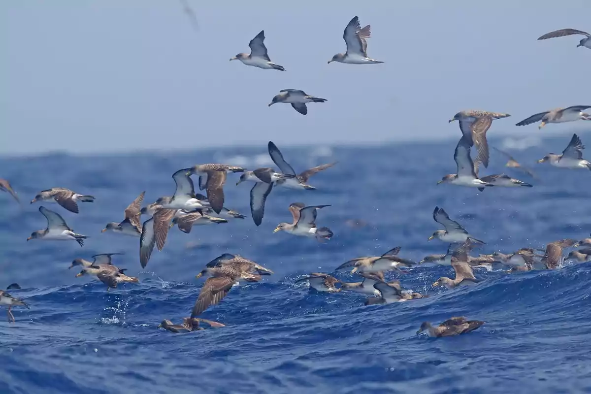 Un grupo de aves volando sobre el océano con el cielo despejado en el fondo.