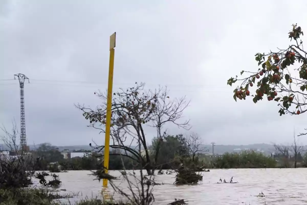 Un paisaje inundado con un poste amarillo y árboles parcialmente sumergidos bajo un cielo nublado.