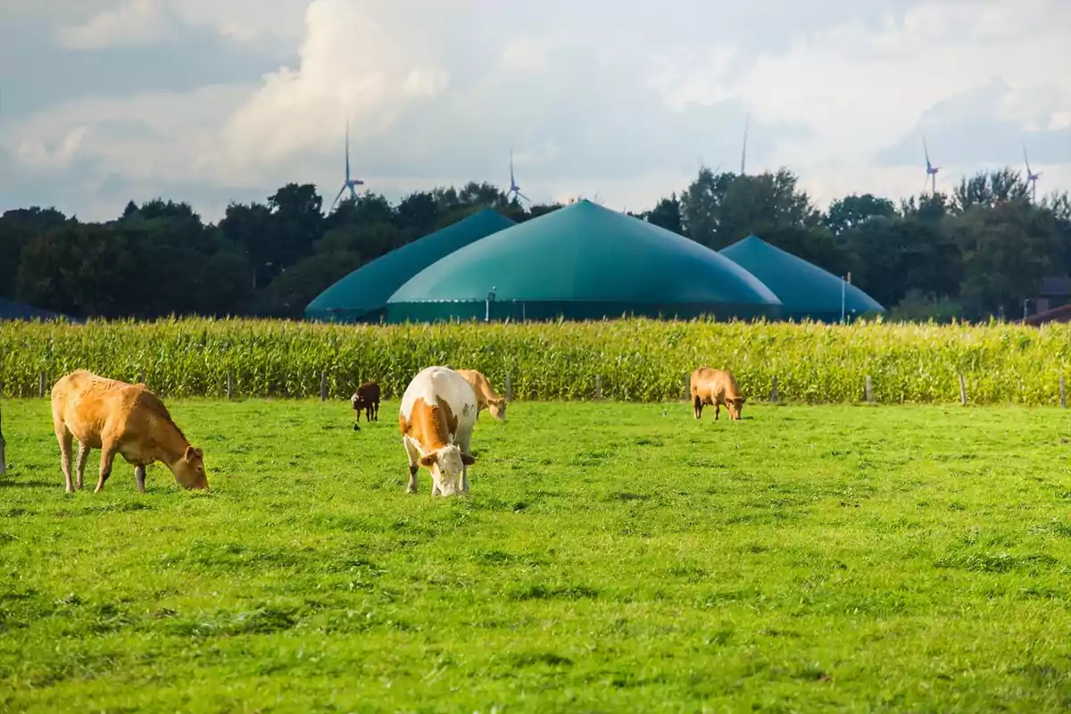 Cows grazing in a green field with a biodigester and wind turbines in the background.