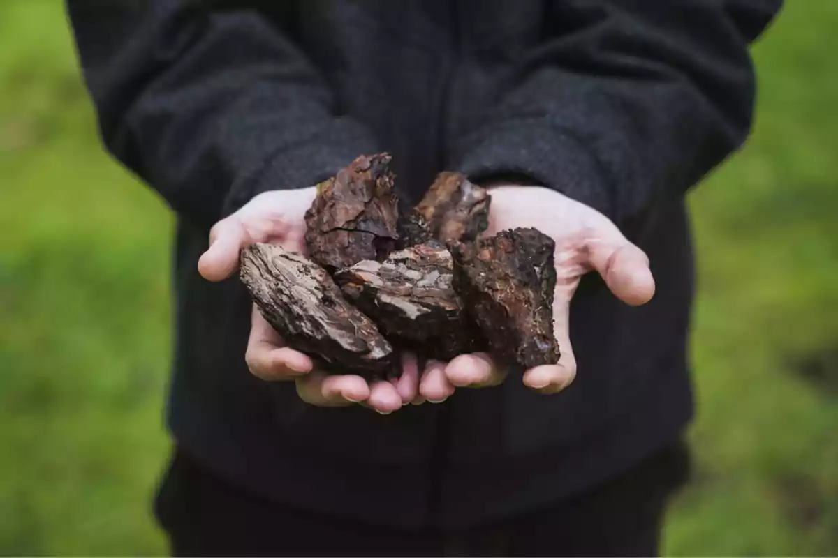 Hands holding several pieces of tree bark on a green background.