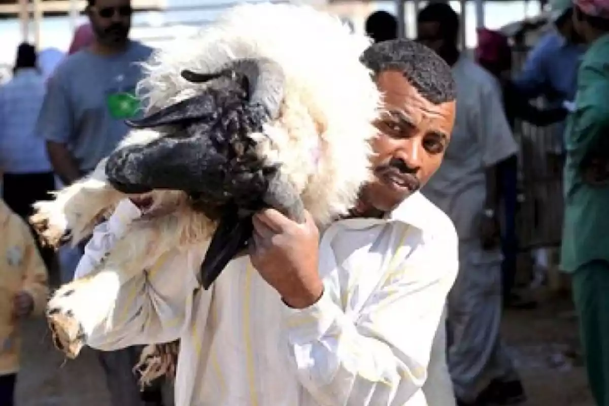 Hombre cargando un carnero sobre sus hombros en un mercado al aire libre Hombre cargando un carnero sobre sus hombros en un mercado al aire libre