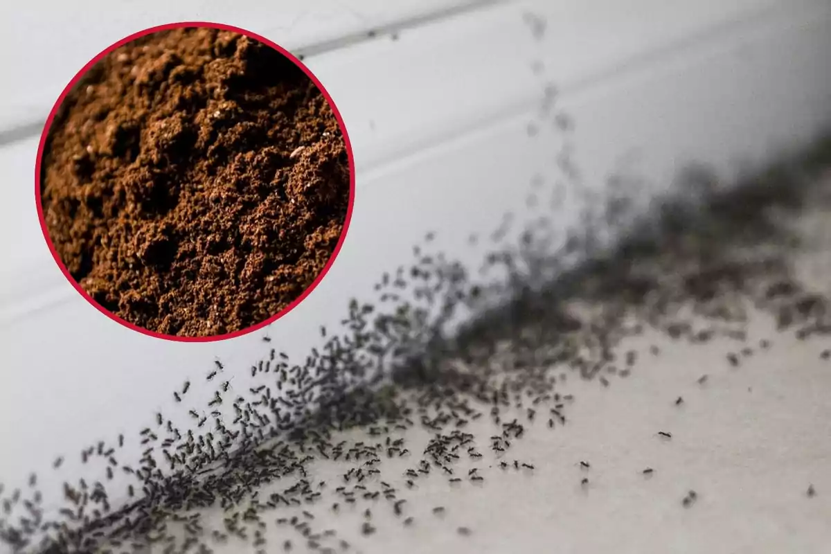 Hormigas caminando en fila junto a una pared con un círculo que muestra café molido.