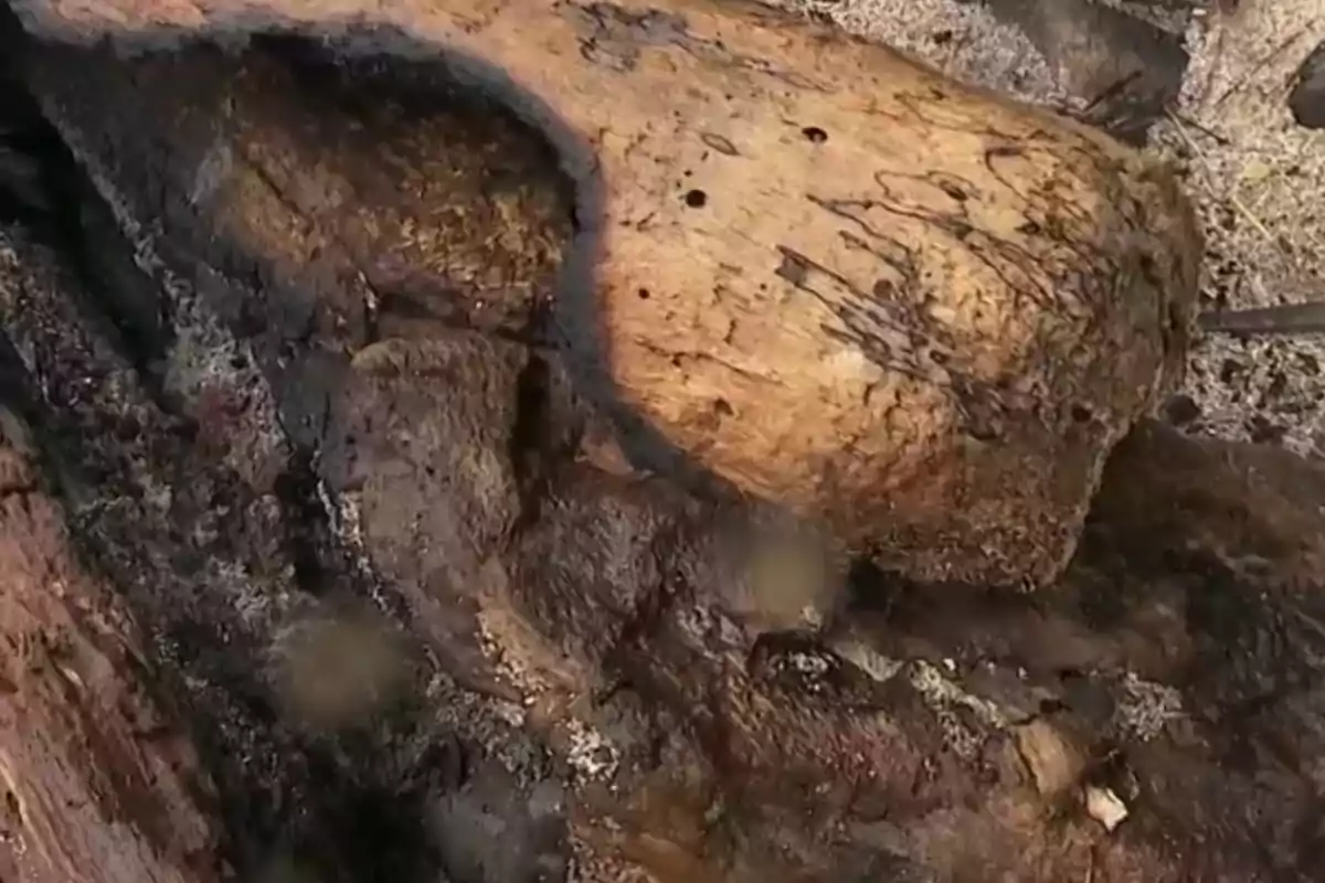 Un tronco de árbol parcialmente quemado con marcas negras y textura rugosa. Un tronco de árbol parcialmente quemado con marcas negras y textura rugosa.