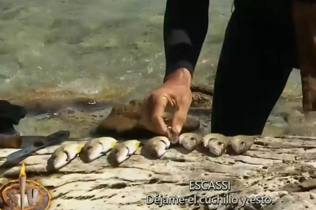 Persona con traje de neopreno acomodando varios peces pequeños sobre una roca junto al mar, con un cuchillo al lado y subtítulos en la parte inferior. Persona con traje de neopreno acomodando varios peces pequeños sobre una roca junto al mar, con un cuchillo al lado y subtítulos en la parte inferior.